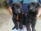 German Sheperd Puppies