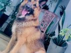 German Shepherd Dog for Crossing