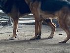 German Sheperd Dog for Crossing