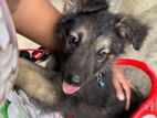 German Shepherd Dog