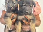 German Sheperd Puppies