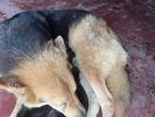 German Sheperd Female Puppies