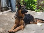 German Sheperd for Crossing