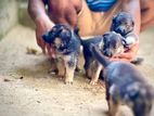 German Shepherd Puppies