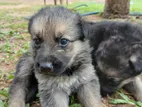 German Shepherd Puppies