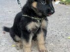 German Shepard Puppies