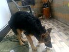 German Shepherd Puppy