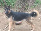 German Shepherd Female Dog