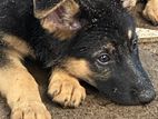 German Shepherd Puppy