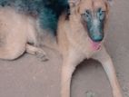 German shepherd