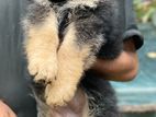 German Sheperd Long Coat Female Puppy