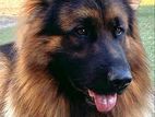German Shepherd Long Coat for Crossing