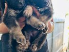 German Shepherd Long Coat Puppies