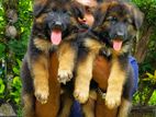 German Sheperd Long Coat Puppies