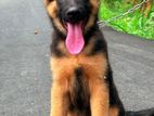 German Sheperd Long Coat Puppies