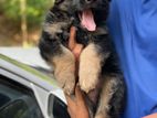 German Sheperd Long Coat Puppies