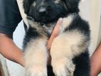 German Sheperd Long Cote Puppy