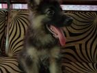 German Sheperd Puppies