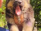 German Shepherd Puppies