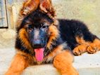 German Shepherd Puppies