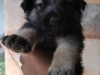 German Sheperd Puppies