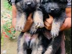 German Sheperd Puppies