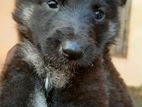 German Sheperd Puppies