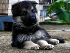 German Sheperd Puppy