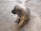 German Sheperd Puppy