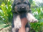 German Sheperd Puppy