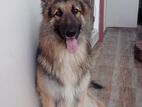 German Shepered Dog for A Kind Home