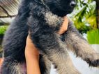 German Shepherd Puppies