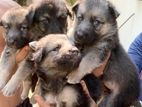 German Shepered Puppies