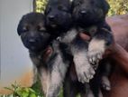 German Shepherd Puppies