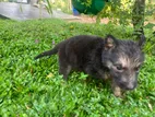 German Sheperd Puppies