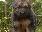 German Shepherd Long Coat
