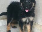 German Shepherd Long Coat Puppies