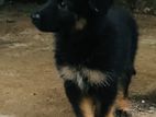 German Shepert Long Coat Puppies