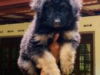 German Shpered Puppy