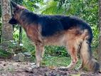 German Shephard Crossing/stud Ckc/kasl