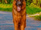 German Shephard for Crossing