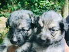 German Shephard Puppies