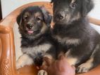 German Shephard Puppies