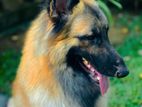 German Shephard Crossing