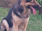 German Shephard Long Coat male dog for Crossing / Stud