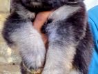 German Shepherd Long Coat Puppies
