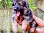 German Shephard Long Coat Puppies