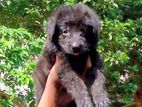 German Shephard Long Coat Puppies