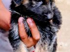 German Shepherd Long Coat Puppies