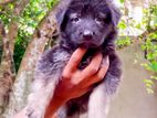 German Shepherd Long Coat Puppies